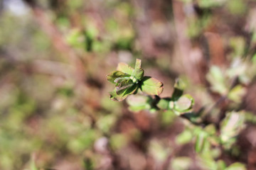 New green leaves on the branch. Spring time.