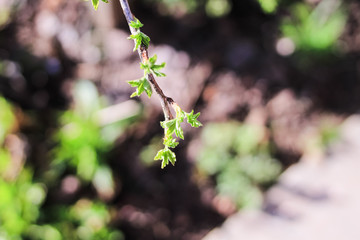 New green leaves on the branch. Spring time.