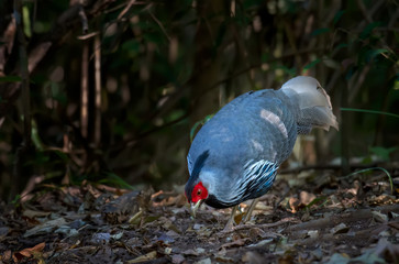 Kalij Pheasant in nature at Chong Yen, Kamphaeng Phet Province, Thailand