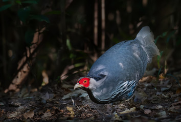 Kalij Pheasant in nature at Chong Yen, Kamphaeng Phet Province, Thailand