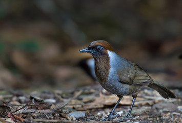 White-necked Laughingthrush in nature at Chong Yen, Kamphaeng Phet Province, Thailand.