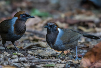 White-necked Laughingthrush in nature at Chong Yen, Kamphaeng Phet Province, Thailand.