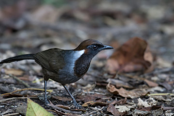 White-necked Laughingthrush in nature at Chong Yen, Kamphaeng Phet Province, Thailand.