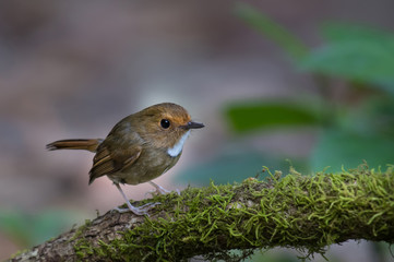 Rufous-browed Flycatcher birds on branch in nature
