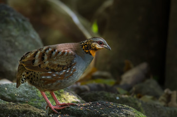 Rufous throated Partridge in nature At Chong Yen, Kamphaeng Phet Province, Thailand