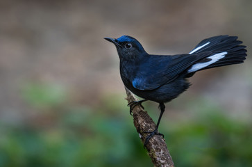 White-tailed Robin, White-tailed Blue Robin in Chong yen, mae wong national park Kamphaeng Phet Province, Thailand