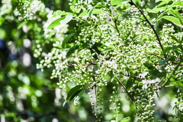 Obraz premium New flowers on the tree branches in the garden