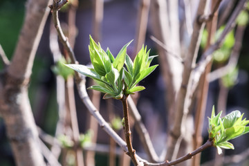 New leaves on the branches. Spring is coming