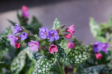 Obraz premium Pink and violet flowers, green leaves