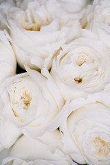 Beautiful blossoming white David Austin roses, close up texture photo