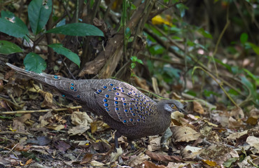 Grey Peacock Pheasant in nature.