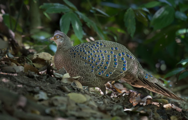 Grey Peacock Pheasant in nature.