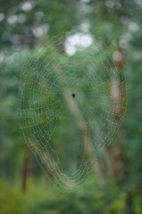 spider web with water drops. A classic circular form spider's web. Spider web with dew drops