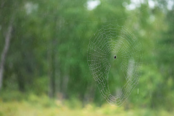 Spider web with dew drops. A classic circular form spider's web