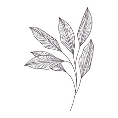 branch with leaf isolated icon