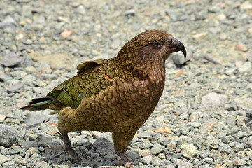 Nestor Kea, endemic New Zealand parrto living in mountains of South island