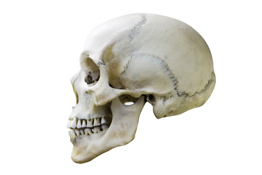 natural white human skull profile. isolated on white background