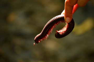 Earthworm with hundreds of feet