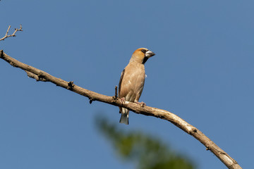 The hawfinch (male) bird sits on a dry branch against a bright blue sky. Its head is orange-brown with a black eyestripe and bib. The upper parts are dark brown and the underparts orange.
