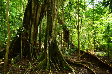 Fototapeta premium Prehistoric tree with roots crawling in the forest