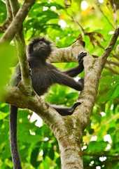 Black macaque monkey, Indonesia endemic mammal