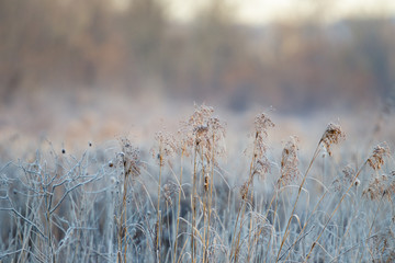 Frosty Grass