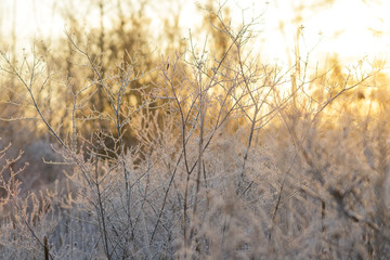 Bare Frosty Branches in Golden Light