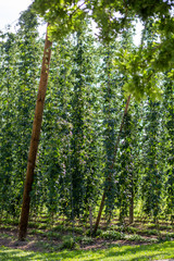Fototapeta premium Hopfen auf Hopfenfeld fast reif