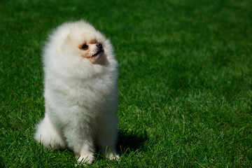 The dog breed pomeranian spitz