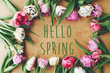Hello spring text sign on beautiful double peony tulips frame flat lay on wooden table. Springtime....