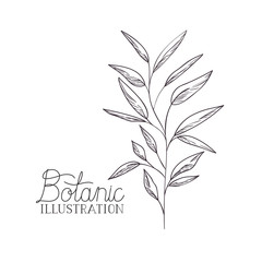 botanical illustration label with plant