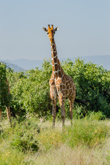 Giraffe crossing the trail in Samburu Park