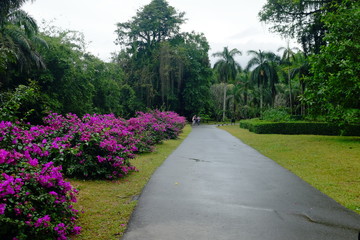 Obraz premium path in the park