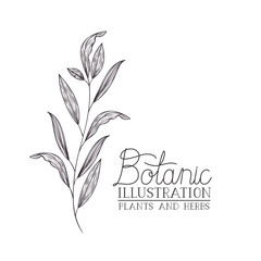 botanical illustration label with plant