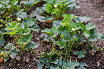 Blossoming strawberries in garden