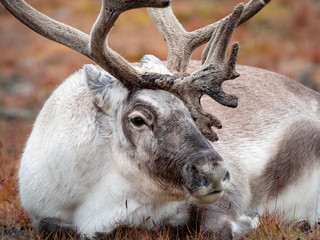 Wild reindeer in his natural habitat in the tundra of Svalbard, Norway, Arctic