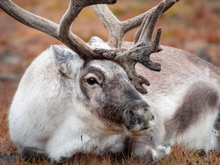 Wild reindeer in his natural habitat in the tundra of Svalbard, Norway, Arctic