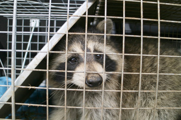 A raccoon caught in a cage in a garden and ready to be re-released into the wild