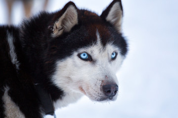 Portrait of a husky with blue eyes