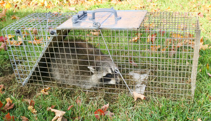 A raccoon caught in a cage in a garden and ready to be re-released into the wild