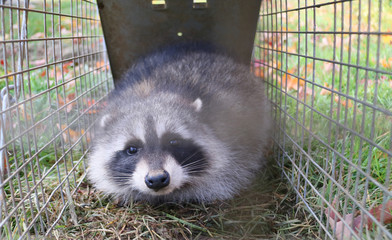 A raccoon caught in a cage in a garden and ready to be re-released into the wild © Colin