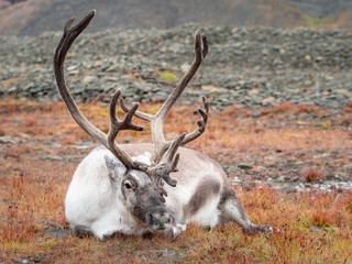 Wild reindeer in his natural habitat in the tundra of Svalbard, Norway, Arctic