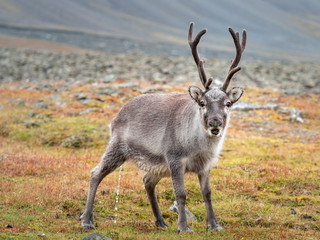 Wild young reindeer in his natural habitat in the tundra of Svalbard, Norway, Arctic