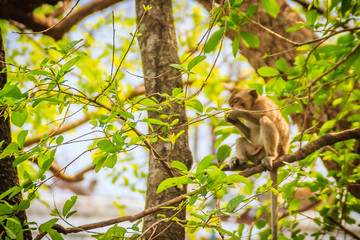 A small brown and furry wild monkey is sitting and eating food on the tree in the nature tropical forest.
