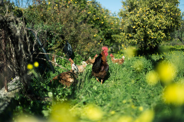 Chicken Farm © Caroline