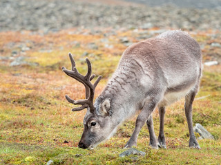 Wild young reindeer in his natural habitat in the tundra of Svalbard, Norway, Arctic