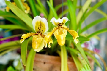 Paphiopedilum exul is a species of orchid endemic to peninsular Thailand