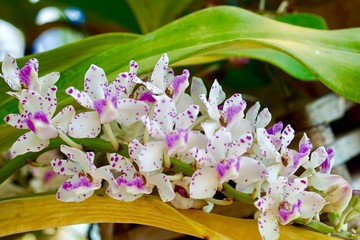 Rhynchostylis differs from Vanda by the one-lobed lip. Rhynchostylis are also commonly called foxtail orchids