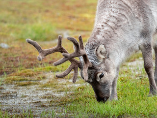 Wild young reindeer in his natural habitat in the tundra of Svalbard, Norway, Arctic