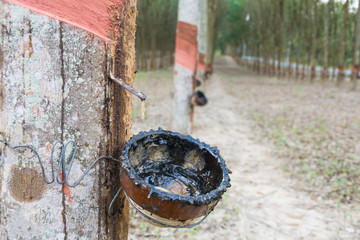 Naklejka na ściany i meble Rubber tapping.rubber plantation.Rubber industry.